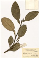 藏品(柑橘屬)的圖片